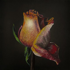 The beauty of an old rose